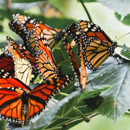 Monarch Arts